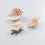 Handmade Natural Scented Candles – Conch Shell Soy Wax Candles Scented with Essential Oils, Home Scented Candles, Birthday, Christmas, Thanksgiving, Mother’s Day, Stress Relief Gifts for Women