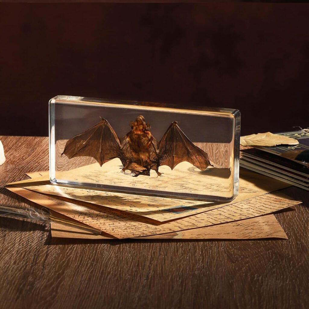 Taxidermy Bat, Real Bat Specimens Animal Specimen in Resin for Science Classroom Science Education, Great Gift for Fans of Taxidermy, Animal Skull, Oddities, Biology(5.5×2.5×0.7 Inch)