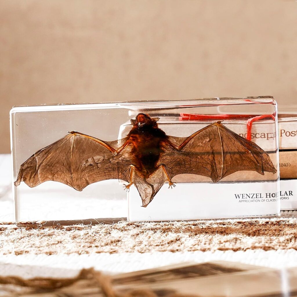 Taxidermy Bat, Real Bat Taxidermy Animals, Oddities Taxidermy, Resin Bat Taxidermy for Science Classroom Specimens Education, Great Gift for Taxidermy, Gothic Decor, Oddities, Biology (5.5×2.5×0.7in)