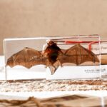 Taxidermy Bat, Real Bat Taxidermy Animals, Oddities Taxidermy, Resin Bat Taxidermy for Science Classroom Specimens Education, Great Gift for Taxidermy, Gothic Decor, Oddities, Biology (5.5×2.5×0.7in)