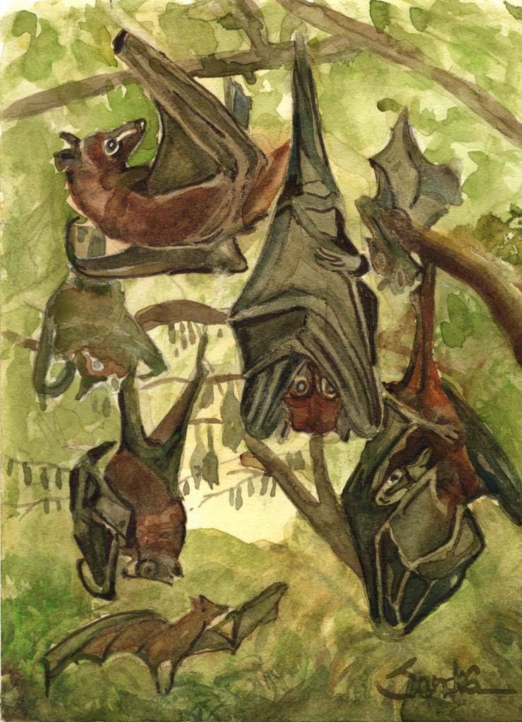 Hanging Bats : Signed LE Art Print : Sandra Watercolors™ California
