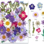 40 Pcs Dried Pressed Flowers for Resin DIY Art Crafts Natural Herbs Dry Plant Leaf Floral Epoxy Jewelry Real Colorful Leaves Flower Decor Cakes Phone Cases Candles Handmade Soap Purple