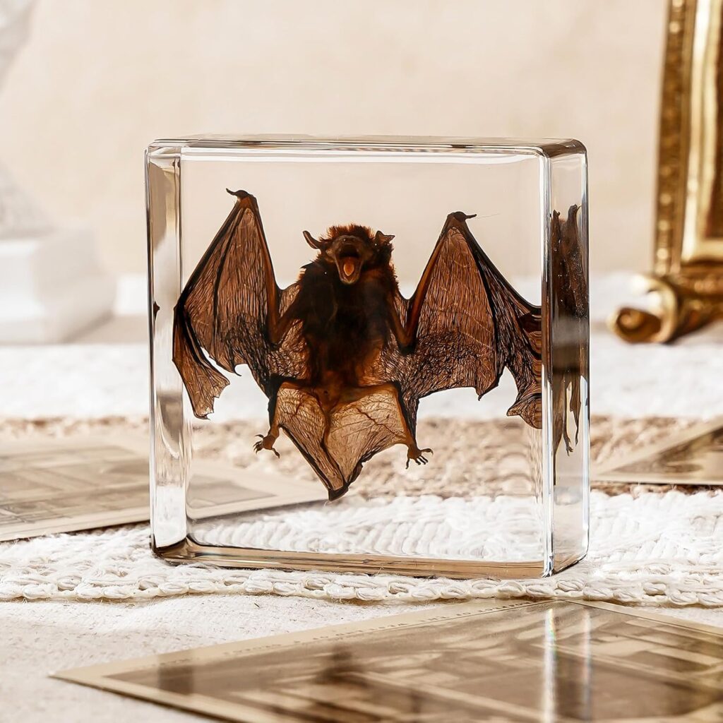 Taxidermy Bat, Real Bat Taxidermy Animals, Oddities Taxidermy, Resin Bat Taxidermy for Science Classroom Specimens Education, Great Gift for Taxidermy, Bat Decor, Oddities, Biology Enthusiasts-3x3x1in